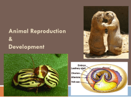 Animal Reproduction & Development