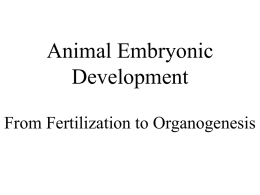 Animal Embryonic Development