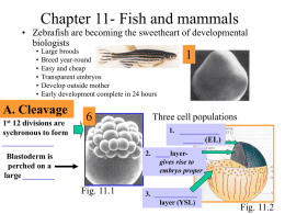 Chapter 10- Amphibians
