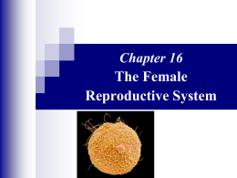 Chapter 16 The Female Reproductive System