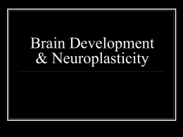 Neuroplasticity - Bakersfield College