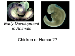 Early Development in Animals