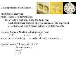 Cleavage and formation of blastula