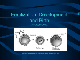 From Fertilization to Development