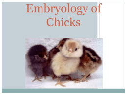 Embryology Power Point Link