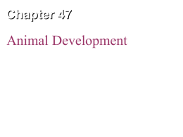 Ch 47 Animal Development