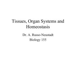 Tissues & Organs - Cal State LA