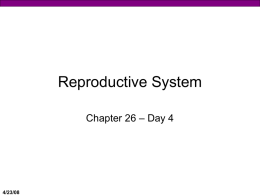 Reproductive System, Day 4 (Professor Powerpoint)