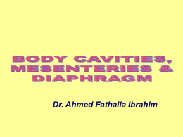 1.Body cavities2008-02
