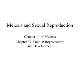 Meiosis and Mendel