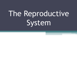 The Reproductive Systemx
