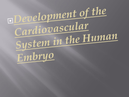Development of the Cardiovascular System in the Human Embryo
