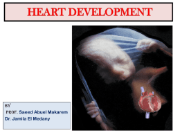 EMBRYOLOGY AND ANATOMY OF FETAL HEART