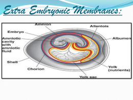 Types of extra embryonic membranes