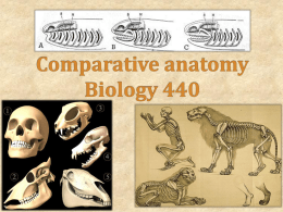 Introduction to comparative anatomy
