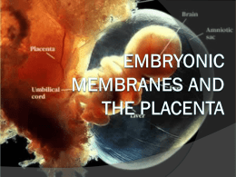 Amnion - Epiblast / Extraembryonic Mesoderm