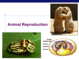 06 Animal Reproduction 2
