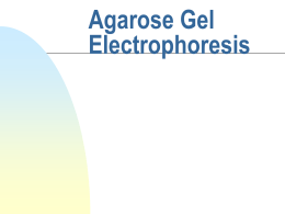 Agarose Gel Electrophoresis - Cal State LA