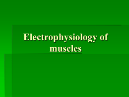 08 Electrophysiology of muscles