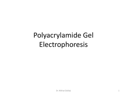 SDS Polyacrylamide Gel Electrophoresis