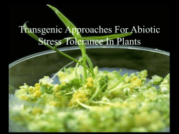 Transgenic Approaches For Abiotic Stress Tolerance In Plants