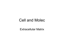 Cell and Molec