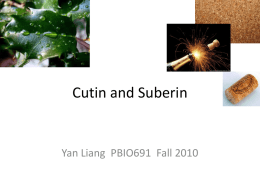 Cutin and Suberin