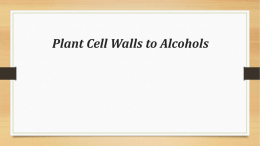 Plant Cell Walls February