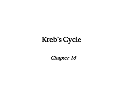Kreb`s Cycle