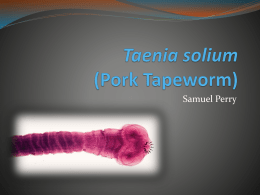 Taenia solium (Pork Tapeworm)