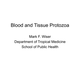 Blood and Tissue Protozoa