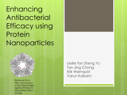 Enhancing Antibacterial Efficacy using Protein Nanoparticles