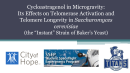 Cycloastragenol in Microgravity: Its Effects on Telomerase