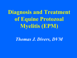Diagnosis and Treatment of Equine Protozoal Myelitis (EPM)