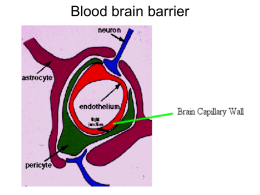 Blood brain barrier - Selam Higher Clinic