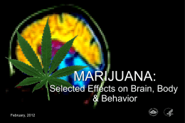 Marijuana: Select Effects on Brain, Body and