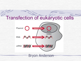 Transfection of eukaryotic cells