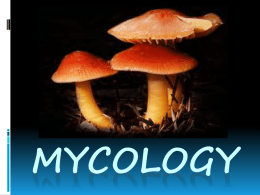 mycology - Young Katuri