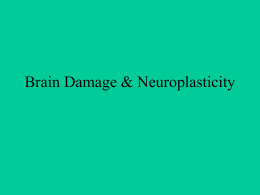 Brain Damage & Neuroplasticity