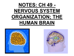 Ch 48: Nervous System – part 2 THE HUMAN BRAIN