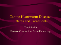 Canine Heartworm Disease: Effects and Treatments