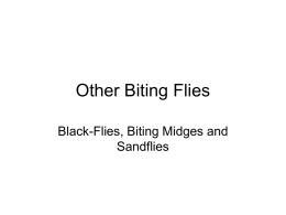 Other Biting Flies