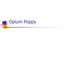 Opium Poppy - Thblack.com