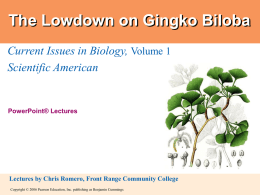 The Lowdown on Gingko Biloba