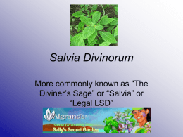 Salvia Divinorum