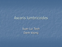 Ascaris lumbricoides - Winona State University
