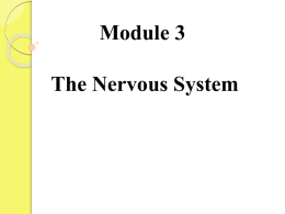 Nervous System - Gordon State College