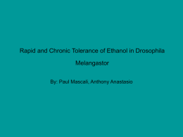 The Rapid and Chronic Tolerance in Drosophila