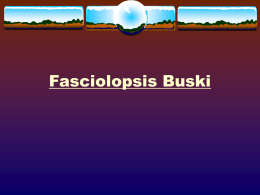 Fasciolopsis Buski