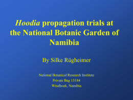 Hoodia propagation trials at the National Botanical research Institute